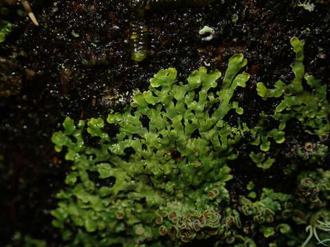 Image of Pannaria sphinctrina (Mont.) Hue