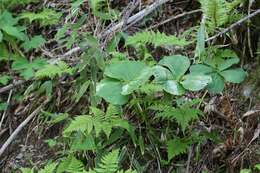 Image of Trillium apetalon Makino