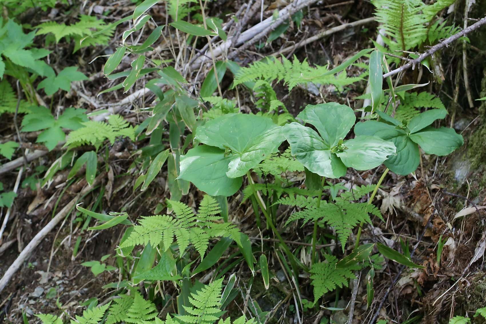 Image of Trillium apetalon Makino