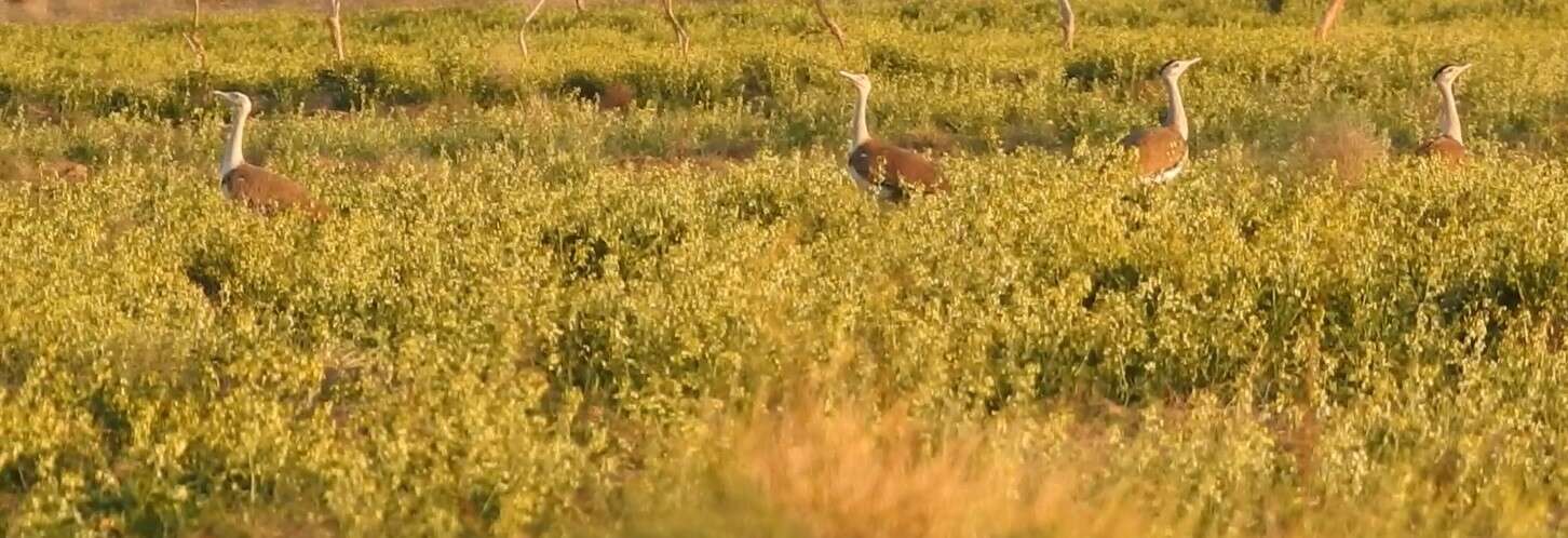 Image of Great Indian Bustard