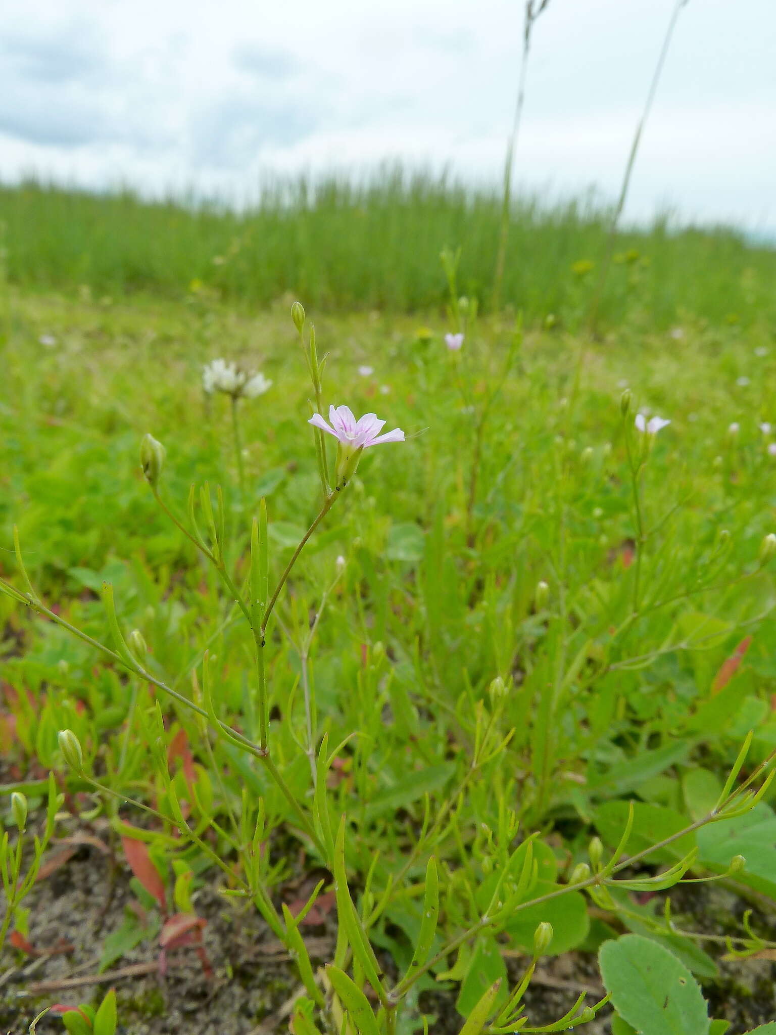 Image of Russian vine