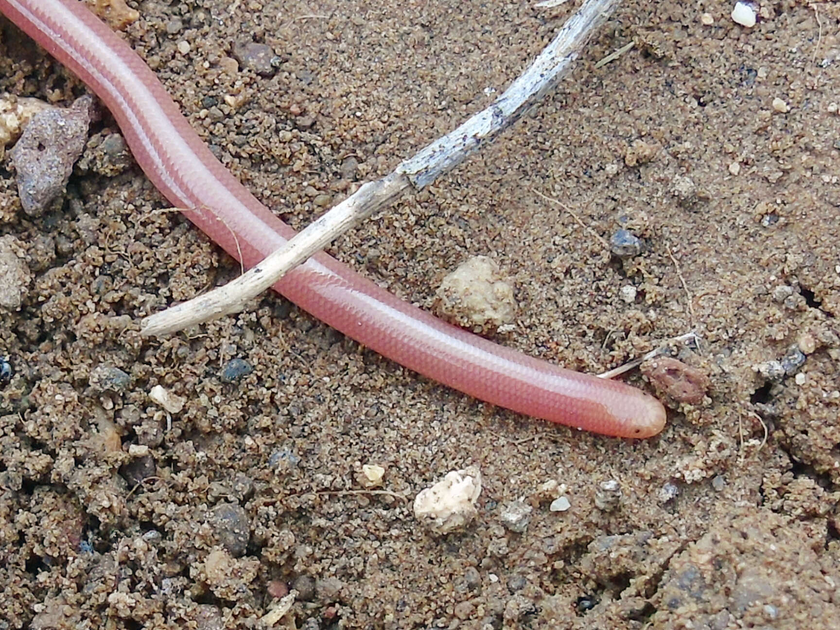 Image of Xerotyphlops Hedges, Marion, Lipp, Marin & Vidal 2014