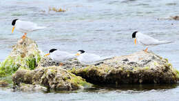 Image of Fairy Tern