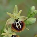 Image of Ophrys sphegodes subsp. aesculapii (Renz) Soó ex J. J. Wood