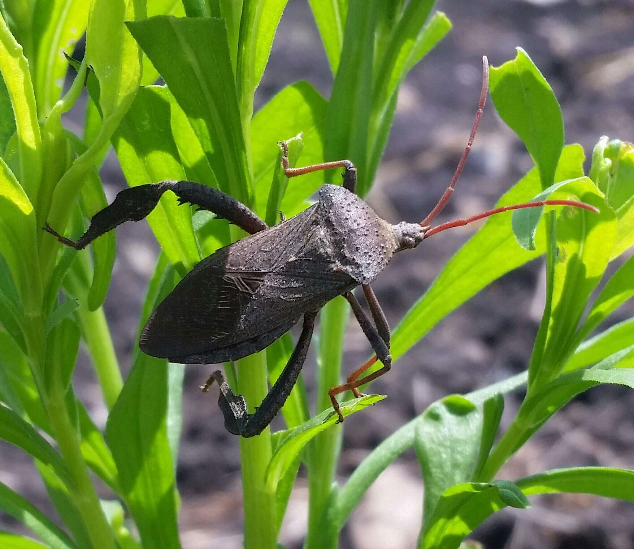 Image of Florida leaf-footed bug