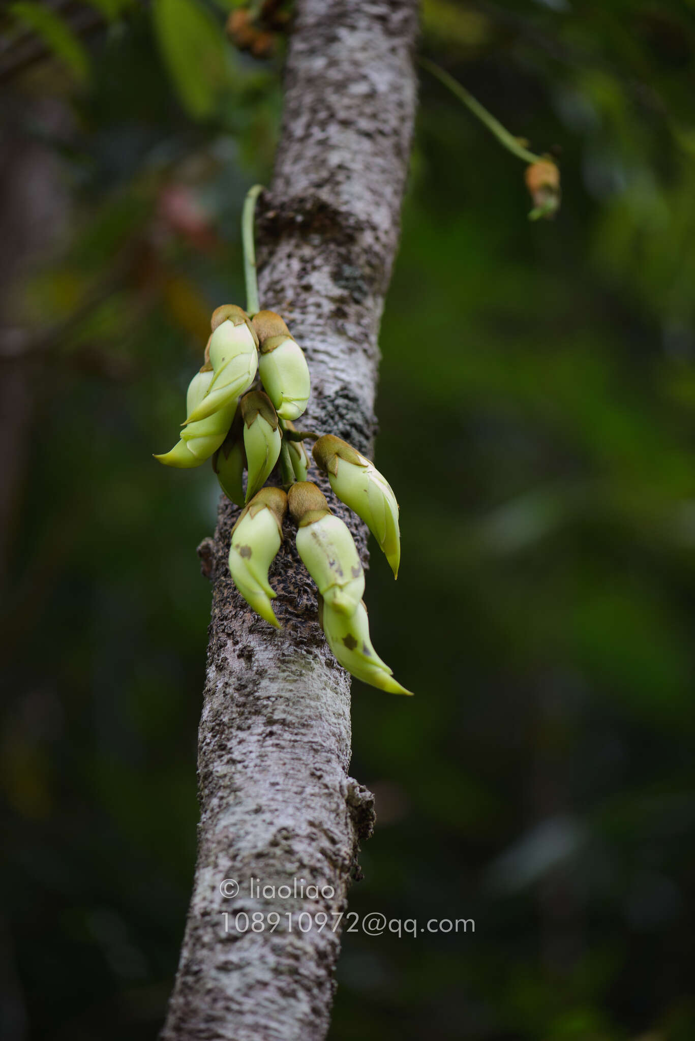 Слика од Mucuna birdwoodiana Tutcher