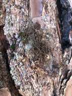 Image of horsehair lichen