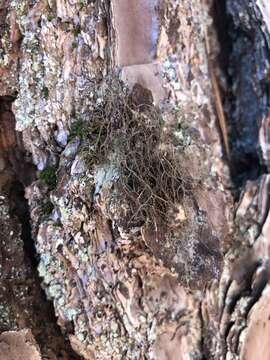 Image of horsehair lichen