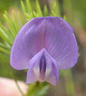 Image of Psoralea azuroides