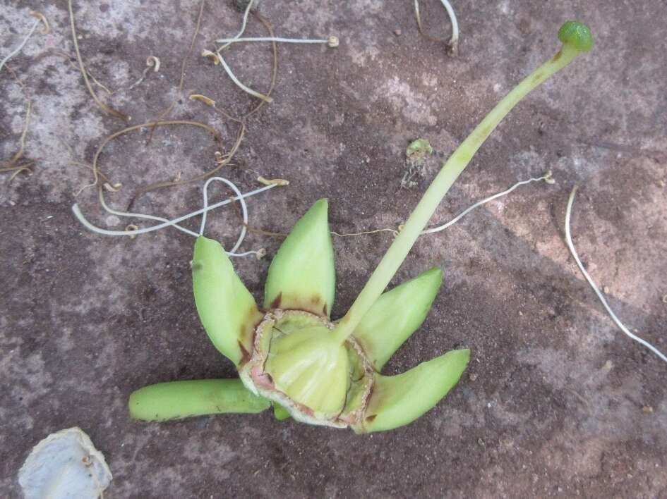 Duabanga grandiflora (Roxb. ex DC.) Walp. resmi