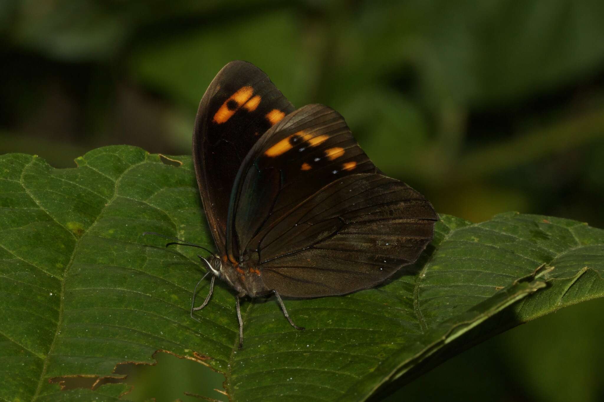 Image of Pronophila intercidona