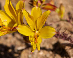 Image of Alstroemeria kingii Phil.