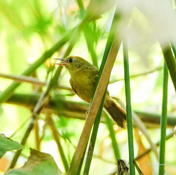 Image of Rufous-fronted Babbler