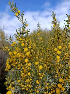 Image of Acacia wilhelmiana F. Muell.