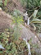 Image of Euphorbia biumbellata Poir.