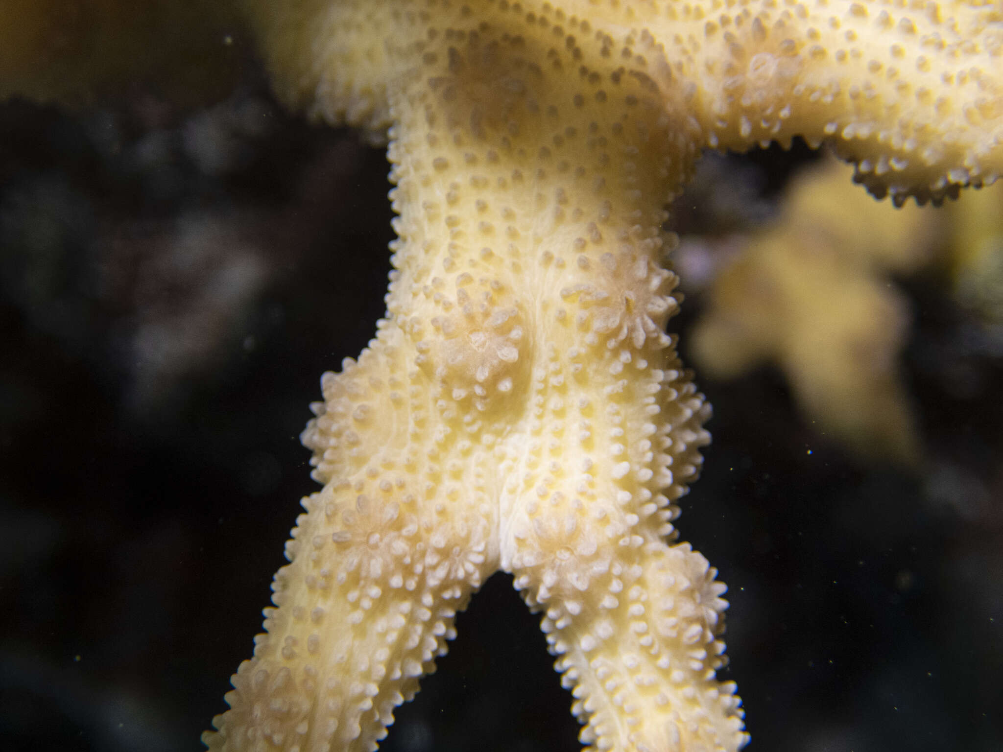 Image of hedgehog coral