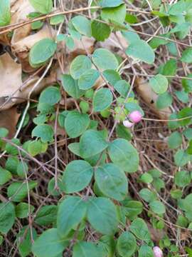 Image of Symphoricarpos × chenaultii Rehder