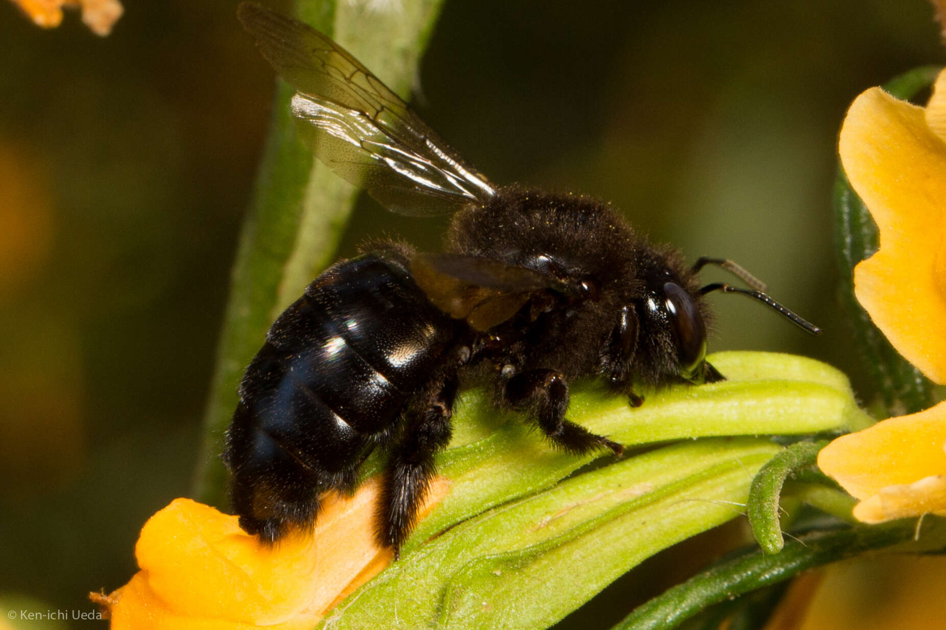 Plancia ëd Xylocopa tabaniformis orpifex Smith 1874