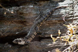 Image de Ctenosaura oaxacana Köhler & Hasbun 2001