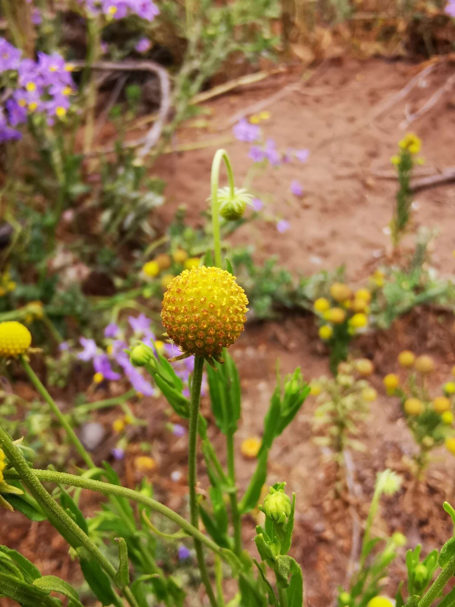 Image of Helenium aromaticum (Hook.) L. H. Bailey