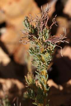 Image of Free-flowering Leschenaultia