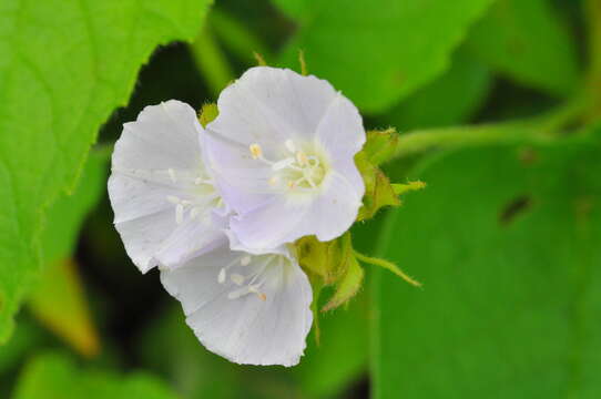 Sivun Jacquemontia saxicola L. B. Smith kuva