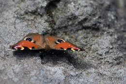 Image of Aglais io geisha (Stichel 1908)