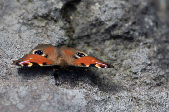 Imagem de Aglais io geisha (Stichel 1908)