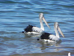 Image of Australian Pelican