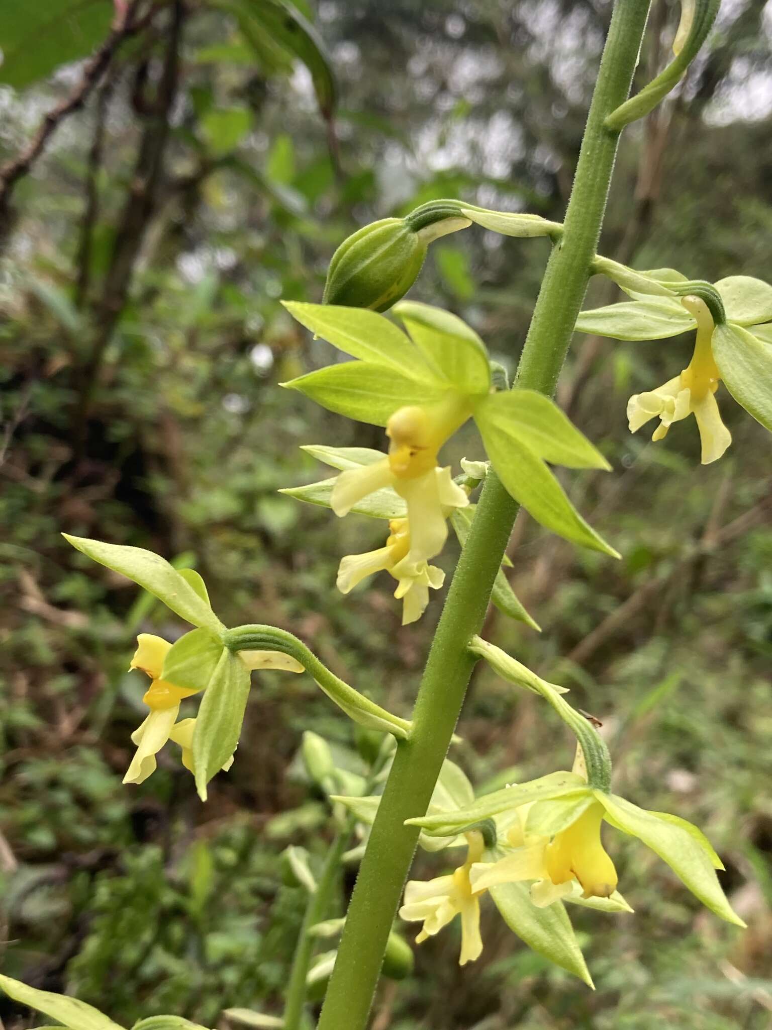 Image of Calanthe griffithii Lindl.