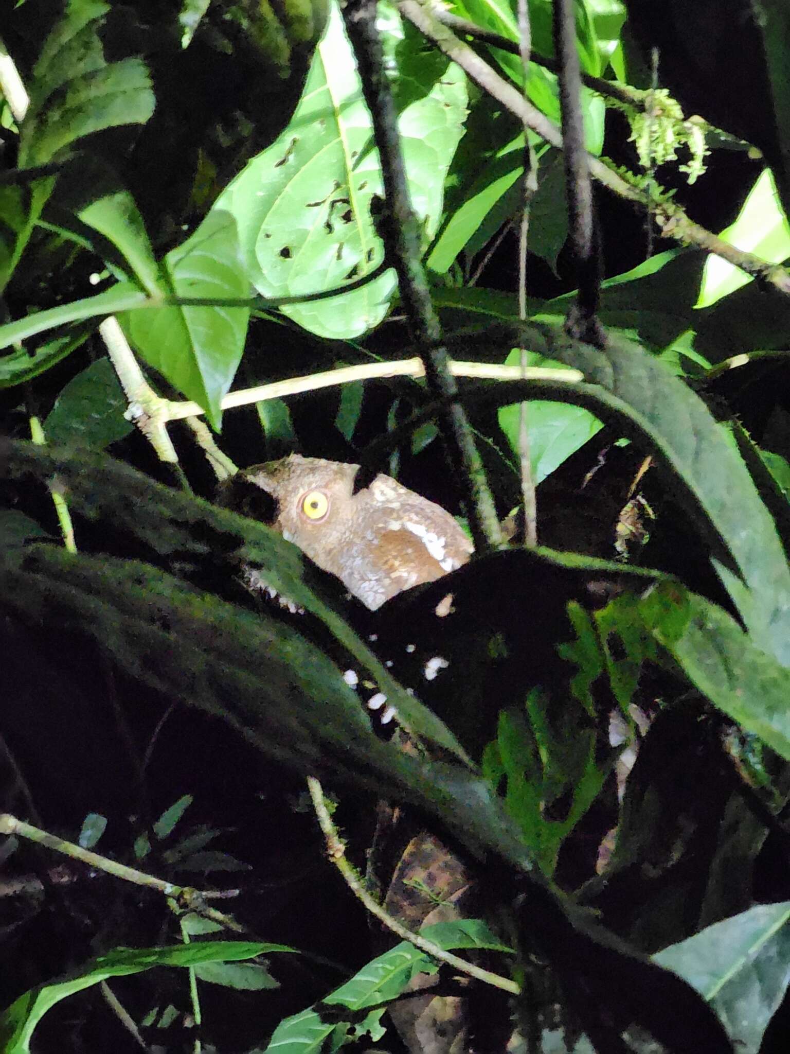 Image of Choco Screech Owl