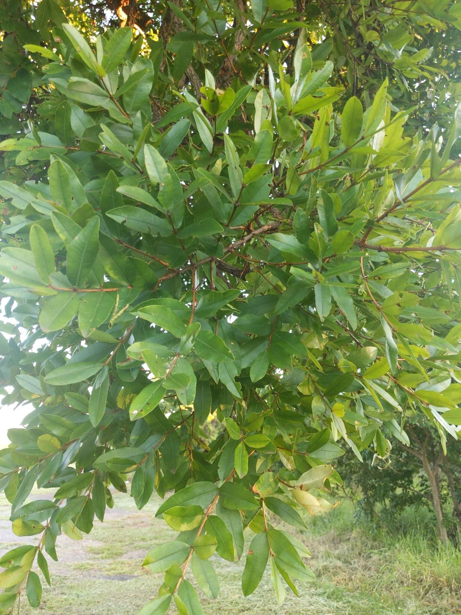 Imagem de Qualea parviflora Mart.