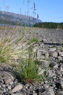 Image of Richardson's fescue