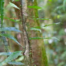 Слика од Tricholepidium superficiale (Bl.) Fraser-Jenk.