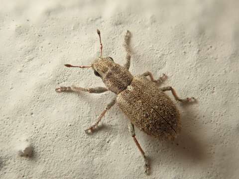 Image of Spotted Pea Weevil