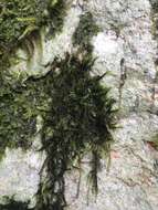 Image of Lawton's racomitrium moss