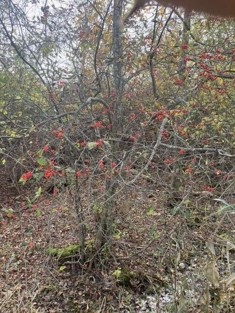 Image of smooth winterberry