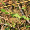 Image of Zornia gibbosa Span.