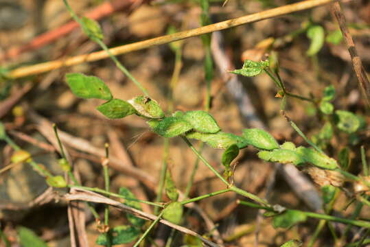 Image of Zornia gibbosa Span.