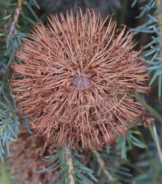 Image de Banksia nutans R. Br.