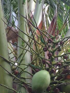 Image of La Digue Day Gecko