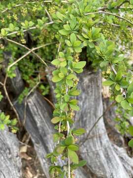 Image of barberry