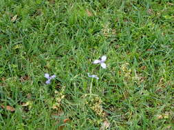 Image of Herbertia lahue (Molina) Goldblatt