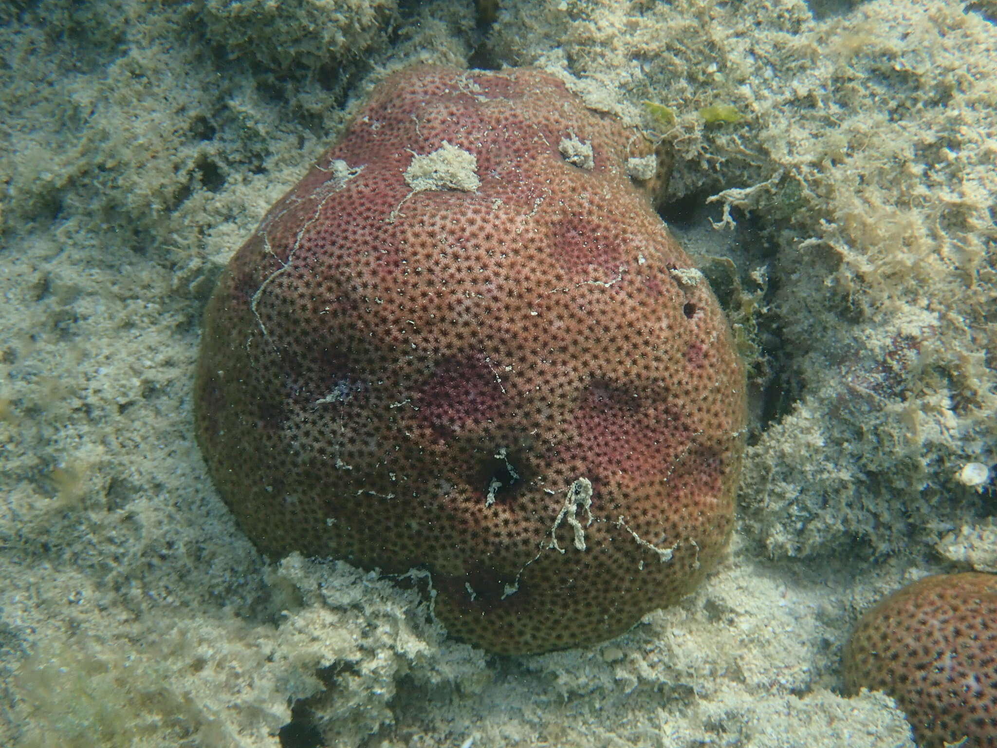 Image of Lesser Starlet Coral