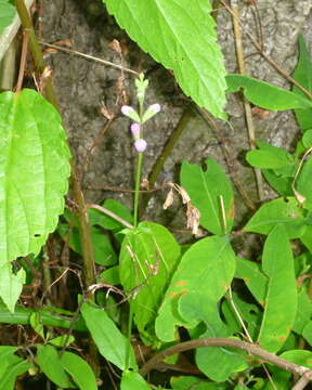 Physostegia leptophylla Small的圖片