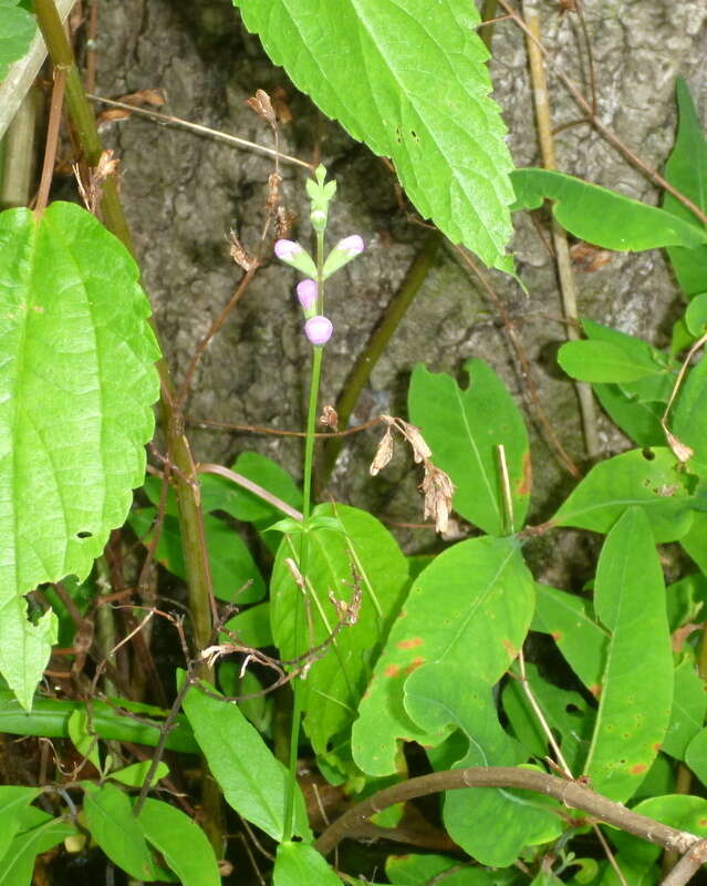 Image of Slender-Leaf False Dragonhead