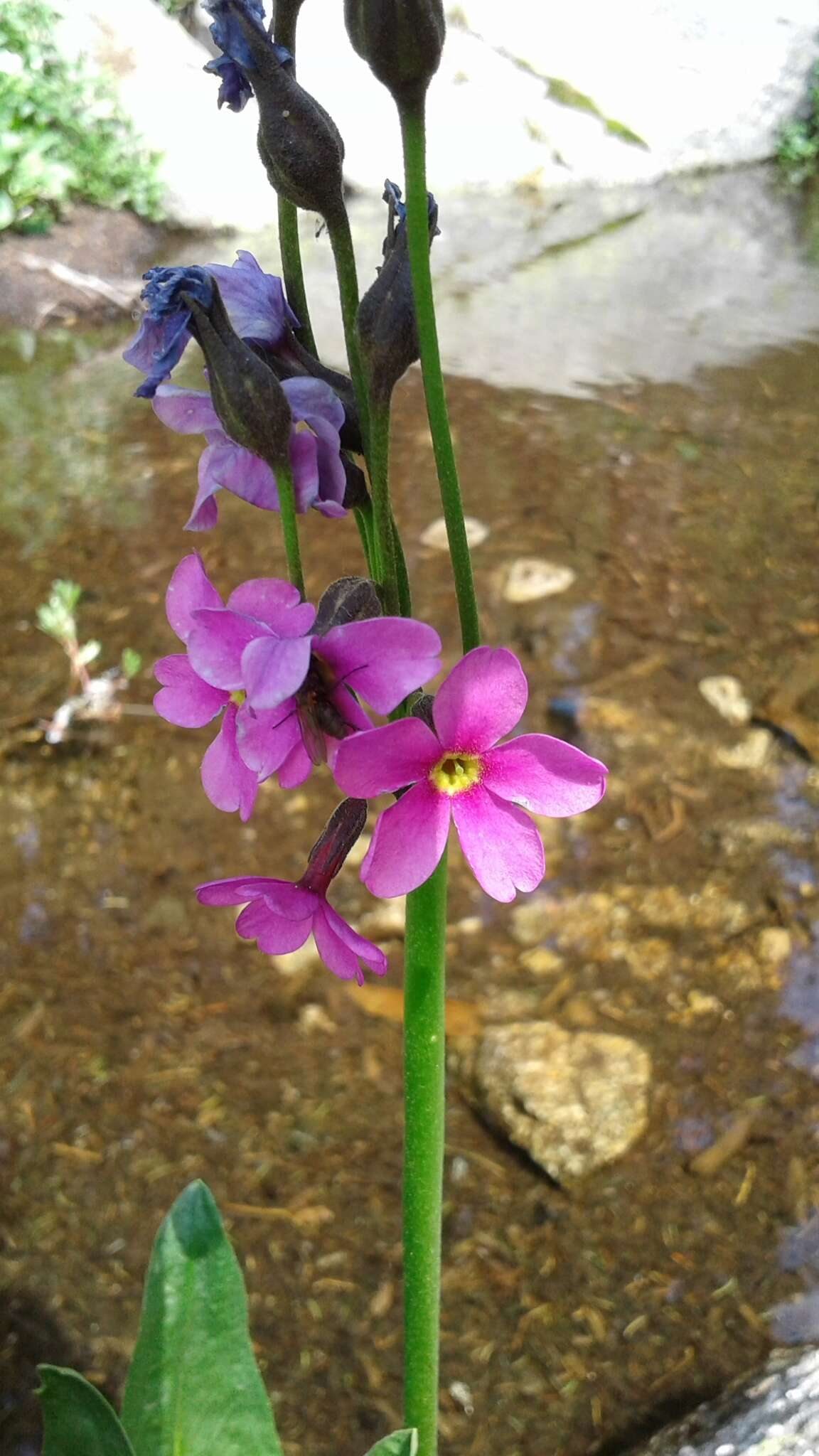 Primula parryi A. Gray resmi