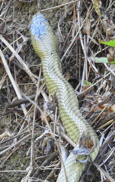 Image de Gonyosoma jansenii (Bleeker 1859)