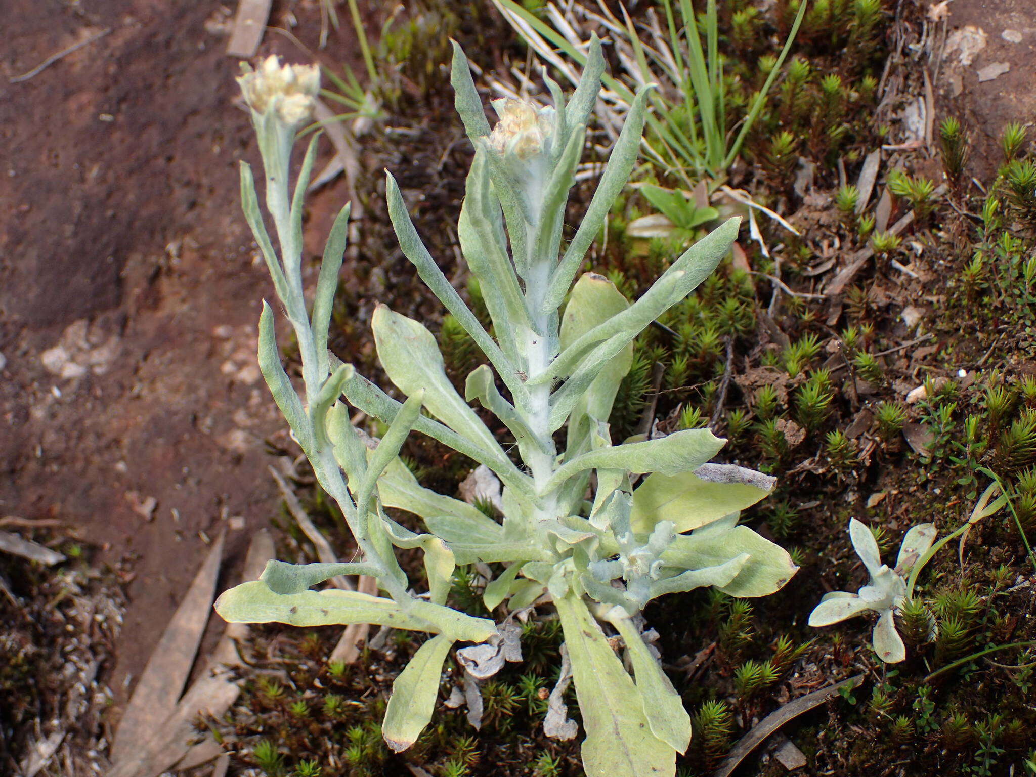 Image of many stem cudweed
