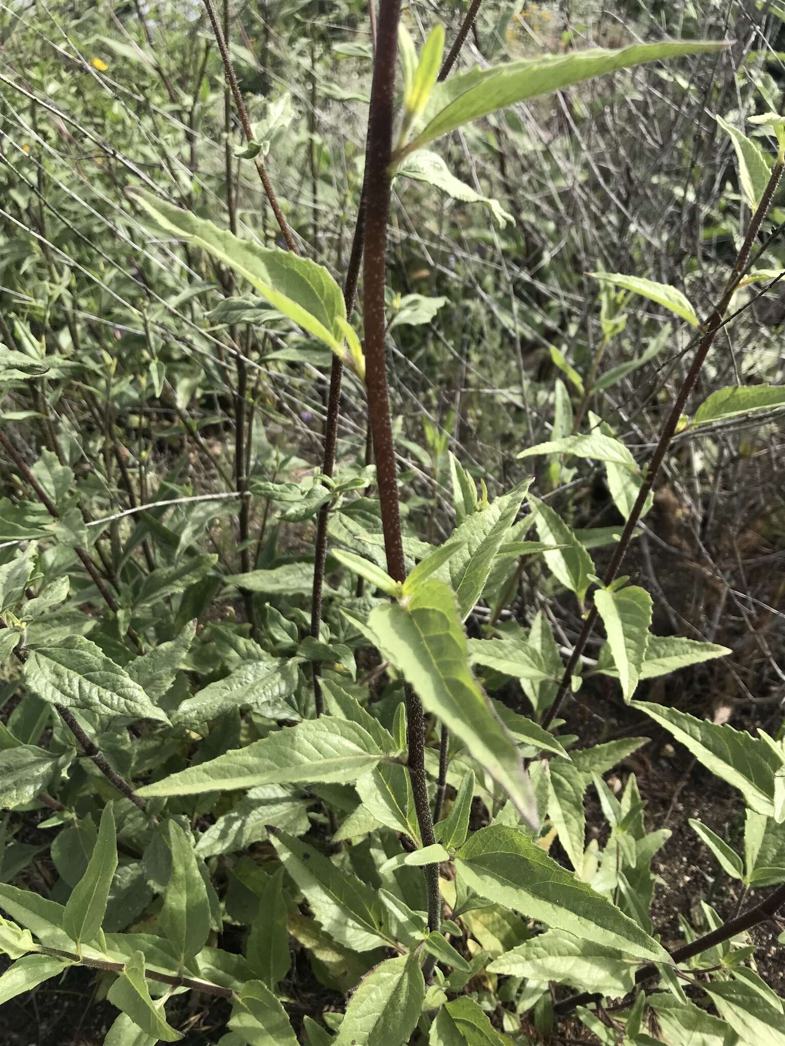 Image of slender sunflower